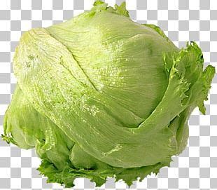 Romaine Lettuce Mesclun Leaf Vegetable Iceberg Lettuce Cruciferous