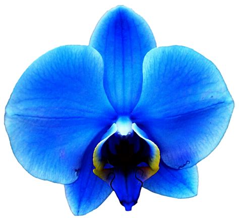 Light Royal Blue Orchid By Jeanicebartzen27 On DeviantArt