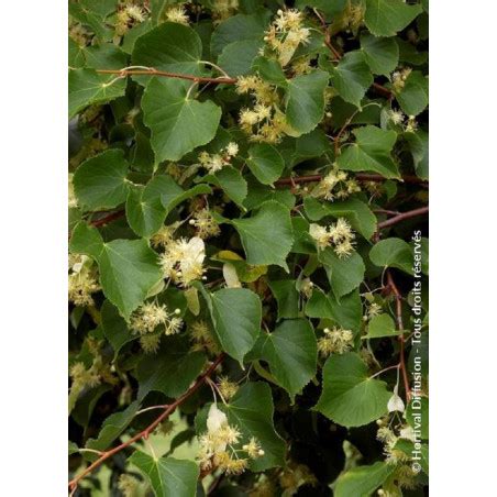 Tilia Platyphyllos Rubra Tilleul Grandes Feuilles Rubra