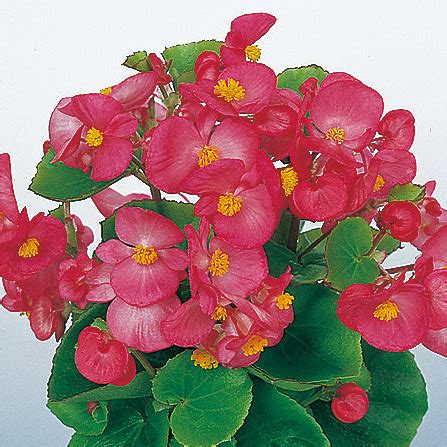 BEGONIA AMBASSADOR SAKATA ORNAMENTALS ASIA