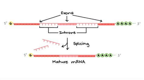 Rna Processing In Prokaryotes Diagram Prokaryotes Vs Eukaryo