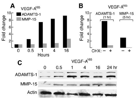 Effect Of Vegf A Ng Ml On Adamts And Mmp Expression In