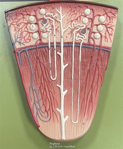 BIO 142 Label The Nephron Diagram Quizlet