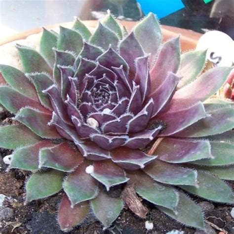 Sempervivum Pilatus Hybrid Houseleek With Bronze Violet Rosettes