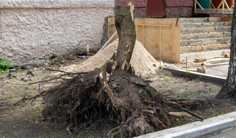 6 Tree Stump Removal Options To Get Rid Of Stumps Painlessly Stump Removal Tree Stump