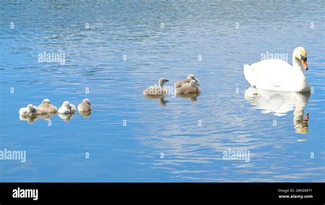 Cygnet family swimming Stock Photo - Alamy