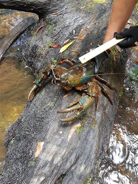 Tasmanian giant freshwater crayfish surveys - North Barker Ecosystem Services