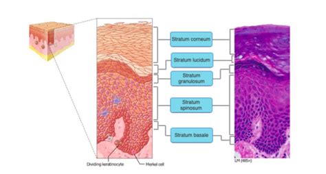 Skin Flashcards Quizlet