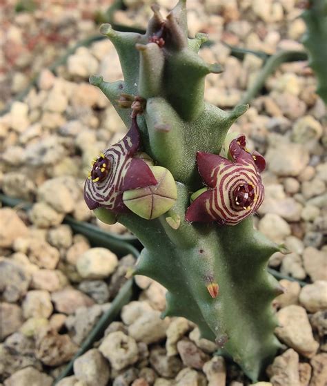 Caralluma Europaea