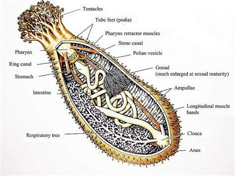 Frontiers In Vivo And Clinical Studies Of Sea Cucumber Derived