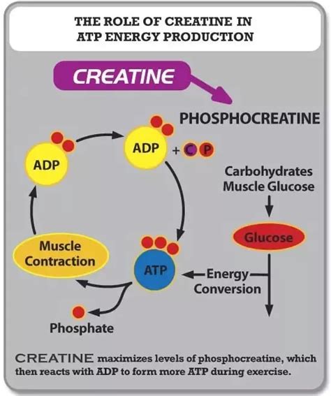 Creatine Phosphate Shuttle Wikipedia, 55% OFF