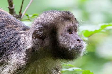 Yellow Breasted Capuchin Apenheul