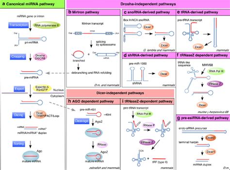 Canonical And Non Canonical Pathways Of Mirna Biogenesis A Canonical