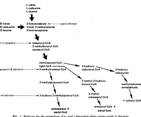 Figure 1 From Enzymes Common To Catabolism Of All Three Branched Chain