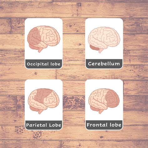 The Parts Of The Brain