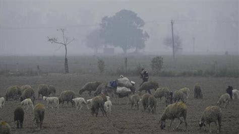 No Let Up In Cold Wave In Punjab Haryana Narnaul Coldest At 3°c Hindustan Times