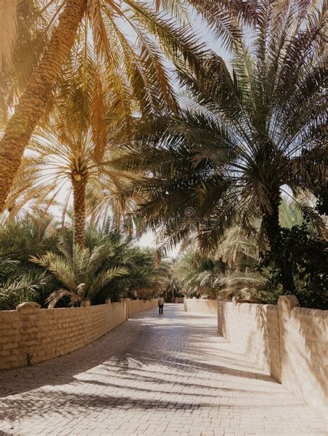 View of the Unesco Enlisted Oasis in Al Ain, UAE Stock Photo - Image of ...