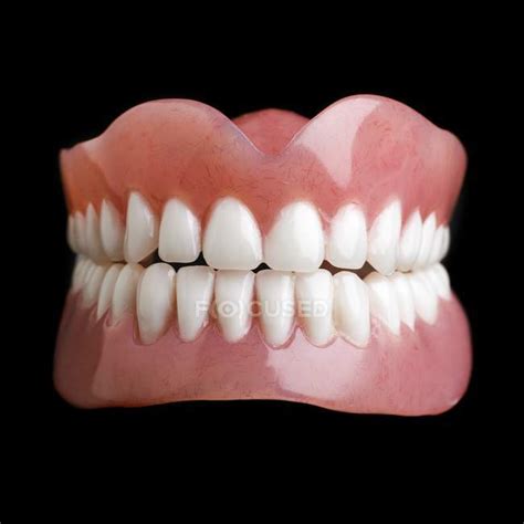 Model Of Human Teeth — Dental Reference Healthy Teeth Stock Photo