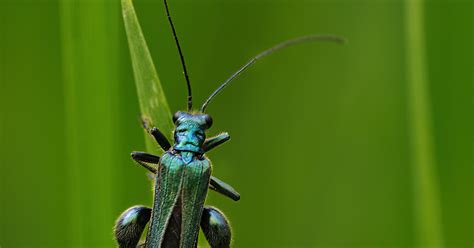 Geen Echte Boktor Natuurblog Van Ron Maliepaard