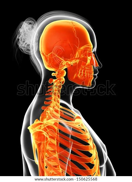 3d Rendered Illustration Female Skeleton Stock Illustration 150625568