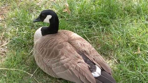 Goose Hiss Youtube