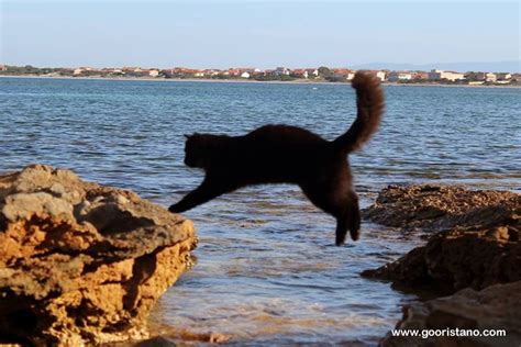 Oasi Felina Su Pallosu Go Oristano Turismo In Provincia Di Oristano