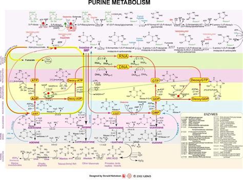 Purine Metabolism | Biochemistry, Biological chemistry, Chemistry help