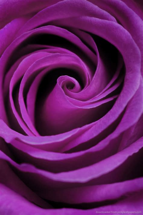 🔥 [50+] Rose Wallpapers for iPhone | WallpaperSafari