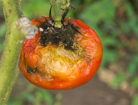 Tomato Fruit Disease Stock Image Image Of Garden Farming 33753063