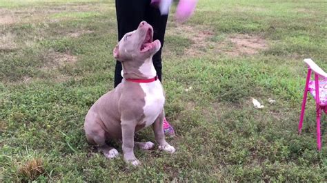 Manmade Kennels Xl Pitbull Puppy For Sale Champagne Lilac Pitbull