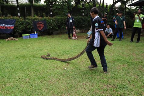 PELATIHAN PENANGANAN ULAR SNAKE HANDLING 16 OKTOBER 2022 DPD