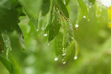 Hojas Arbol Naturaleza Gotas Agua Wallpapers Hd Desktop And