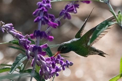 Broad Billed Hummingbird Tucson Az Vaughn Morrison Flickr