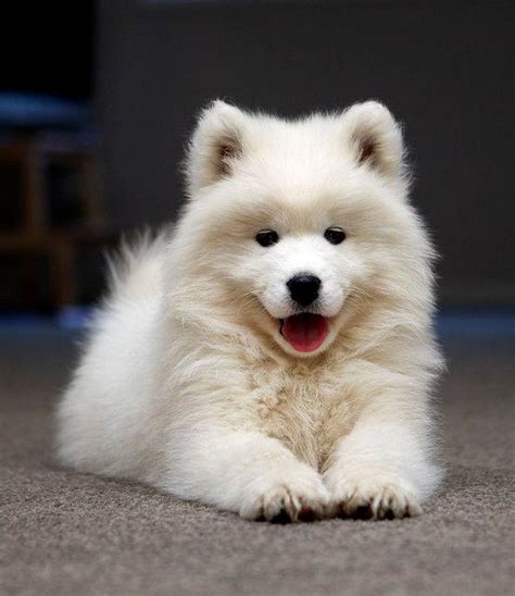 Adorable Samoyed puppy : r/samoyeds