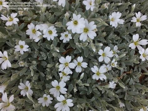 Plantfiles Pictures Cerastium Species Mouse Ear Chickweed Snow In