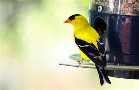 Goldfinch Description Habitat Image Diet And Interesting Facts