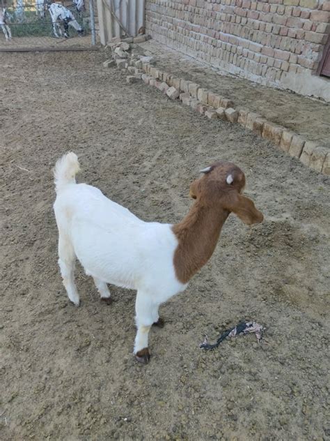 Gender Male White Boer Goat For Kirbani Special At Rs 3000kilogram