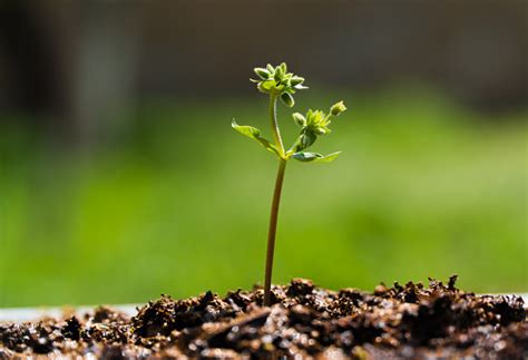 Little Plant Growing Time Lapse Stock Photo - Download Image Now - Long ...