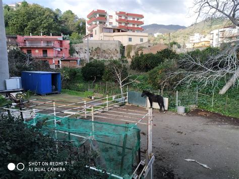 Messina Cavalli Maltrattati A Bordonaro Sequestrate Stalle Abusive