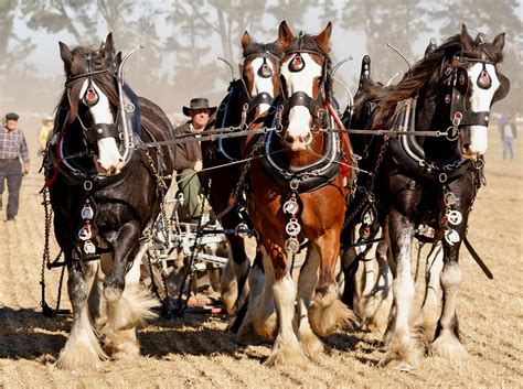 horses ploughing  stock photo public domain pictures