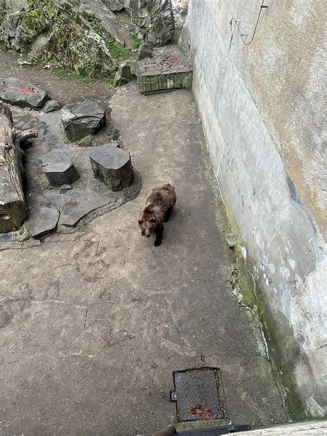 Fotogalerie Medvědí vítání jara na krumlovském zámku Českokrumlovský