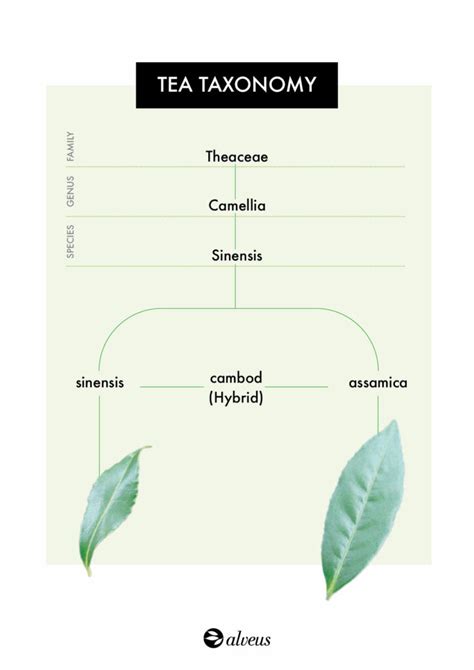 Camellia Sinensis: Tea plant varieties | Alveus