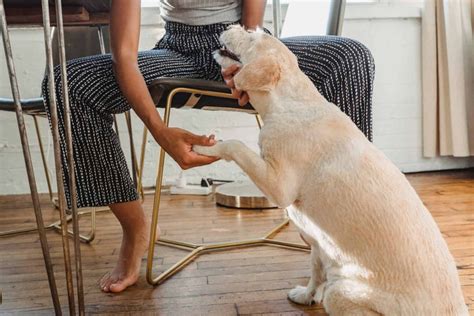 Dog Blister On Paw How To Prevent And Treat It Rogue Pet Science