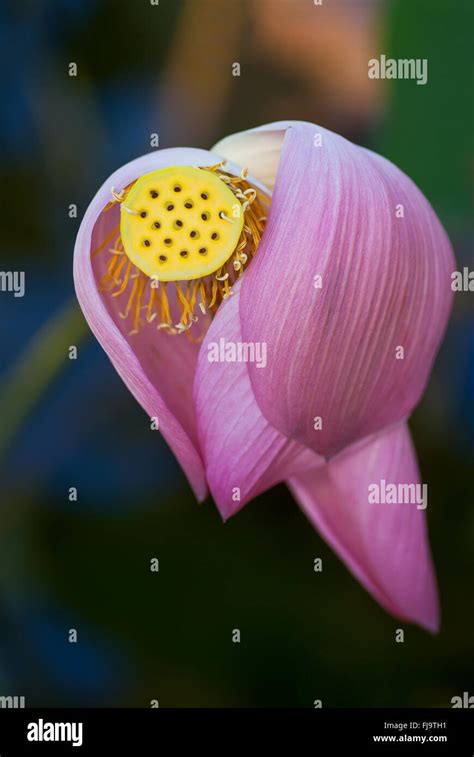 Pink Nelumbo Nucifera Hi Res Stock Photography And Images Alamy