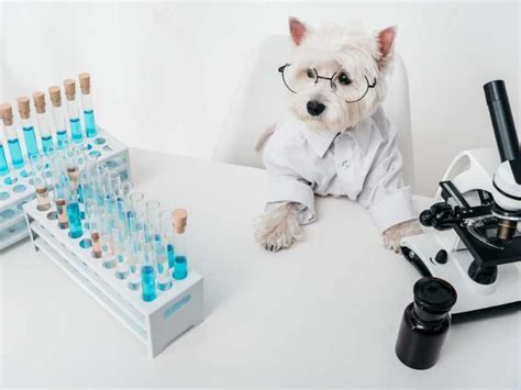 New Research on Antibiotic Resistance in Pets | Bernie’s