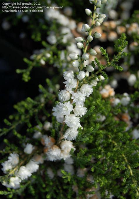 Plantfiles Pictures Calluna Ling Scotch Heather White Coral