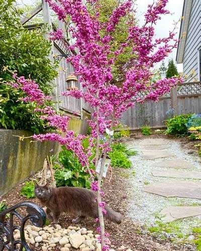 10+ Dwarf Redbud Tree Varieties – World of Garden Plants