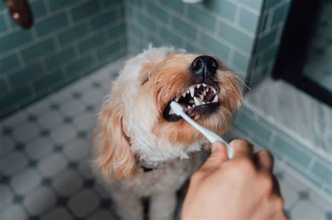 Presas Limpinhas Aprenda A Escovar Os Dentes Do Seu Cachorro Metr Poles