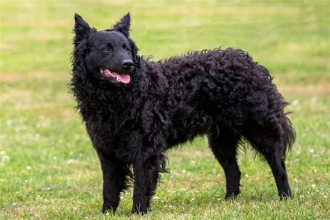 Mudi Dog Breed: Info, Pictures, Origin & Characteristics – Dogster