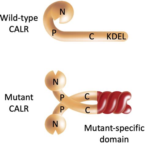 A Model Of Wt And Mutant Calreticulin Calr Protein Wild‐type Calr Download Scientific